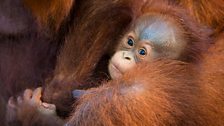 Young orangutan