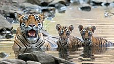 Wet cubs