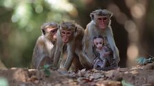 Macaque family