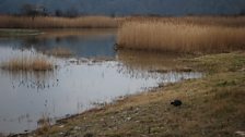 Birds on the Lagoon