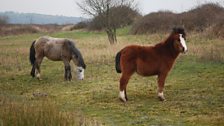 Carneddau Ponies