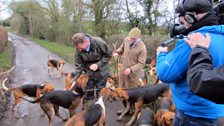 Essex Hunt hounds