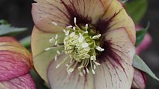 Hellebores