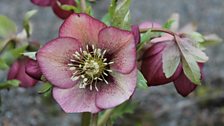 The exquisite patterning and detail of Hellebores