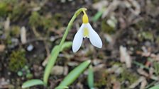 Lovely snowdrop with unusual yellow markings...