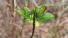 New Hydrangea Shoots