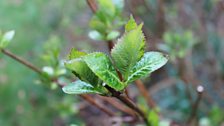 New hydrangea shoots looking good after pruning...