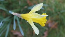 Dewy Daffodil in the Grass