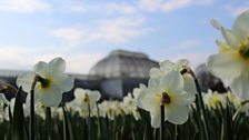 The Palm House