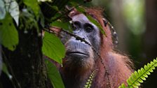 Orangutan peeking through leaves