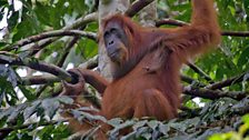 Orangutan in forest nest