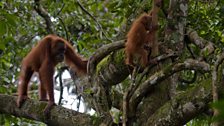 Mother and infant orangutan move through forest