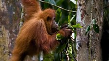 Orangutan feeds in forest