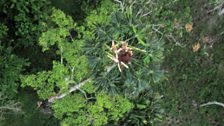 Orangutan nest taken from conservation drone