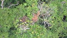 Close up of orangutan nest taken from conservation drone