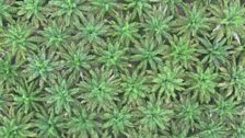 Close up of oil palm plantation taken from conservation drone 