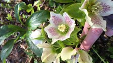 Hellebores