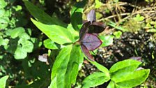 Hellebores