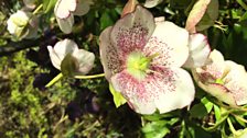 Hellebores