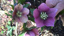 Hellebores