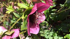 Hellebores