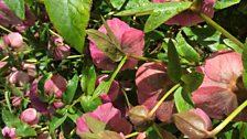 Hellebores