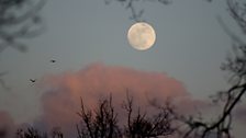 Full Moon over Surrey