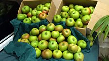 Boxes of bramley apples...