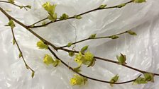 Corylopsis Pauciflora, aka Buttercup Witch Hazel