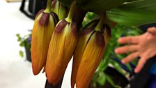 Fritillaria Imperialis or Crown imperial