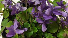 Campanula