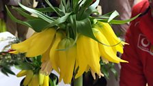 Fritillaria Imperialis or Crown Imperial