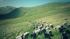 Bringing in the sheep