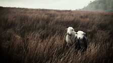 Ewes amongst the rushes