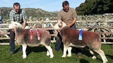 Prize-winning Tups