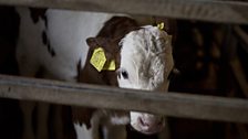 A calf in the pen