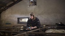 Mary Patterson labelling calves