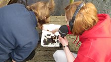 Kirsteen goes through her pond dipping findings