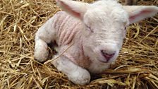 New-born lamb