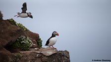 Iceland’s Atlantic puffins