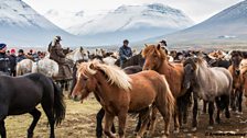 Icelandic horse roundup