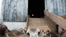 Curious eider ducklings