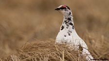 Rock ptarmigan