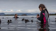 Duckling swimming lesson