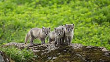 Arctic fox cubs