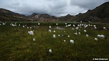 Cotton grass