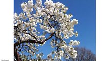 Listeners' Spring blossom pictures