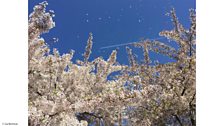 Listeners' Spring blossom pictures