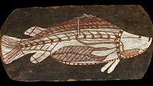 Bark painting of a barramundi. Western Arnhem Land, about 1961