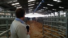 Ben McGrail at the Sedgemoor Auction Centre